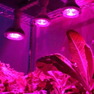 Фітолампи для Рослин та квітівФітолампи для Рослин та квітів
